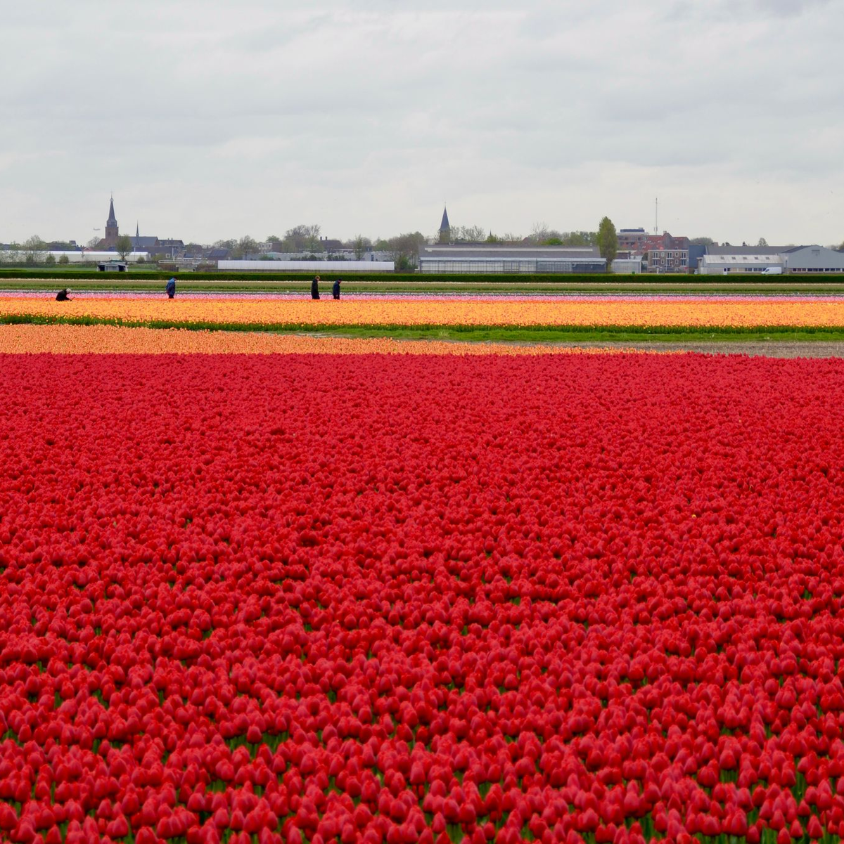 In den Niederlanden sind viele Felder mit Tulpenzwiebeln bepflanzt. (Archivbild) - Foto: Wolfgang Stelljes/dpa-tmn