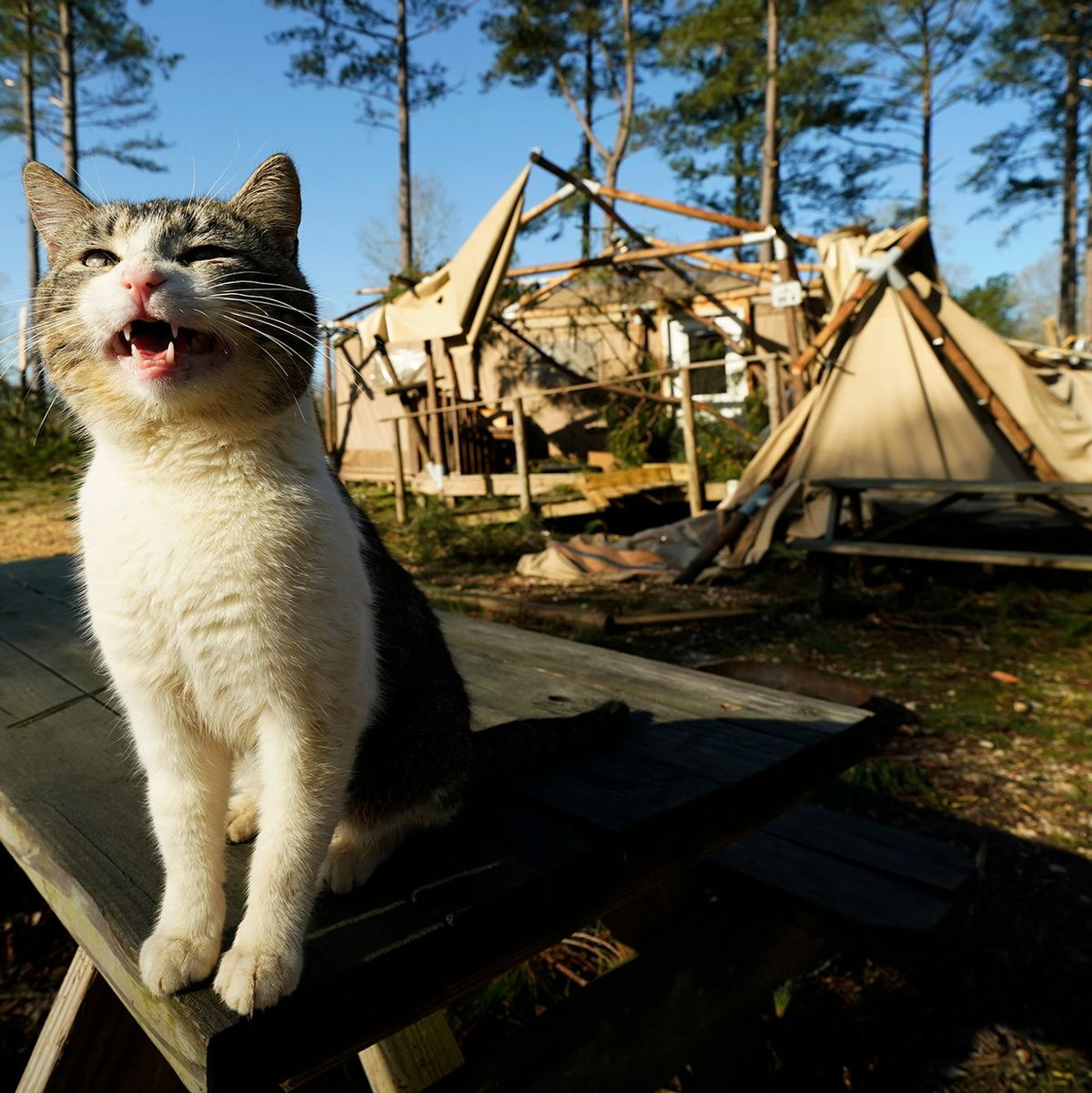 Die Stürme hinterließen eine Schneise der Verwüstung.  - Foto: Rogelio V. Solis/FR172183 AP/AP/dpa