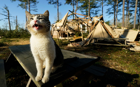 Die Stürme hinterließen eine Schneise der Verwüstung.  - Foto: Rogelio V. Solis/FR172183 AP/AP/dpa