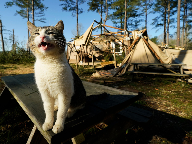 Die Stürme hinterließen eine Schneise der Verwüstung.  - Foto: Rogelio V. Solis/FR172183 AP/AP/dpa