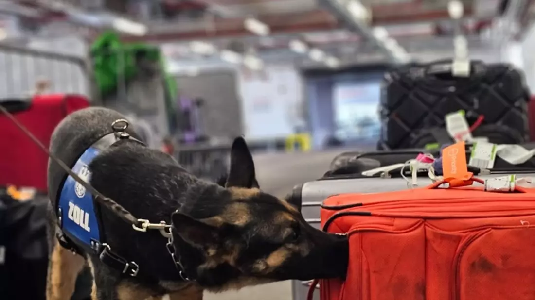HZA-F: 150 Kilogramm Cannabis durch Frankfurter Flughafenzoll beschlagnahmt - drei Rauschgiftspürhunde erschnüffeln Rauschgift in sechs Koffern - Bild: presseportal.de