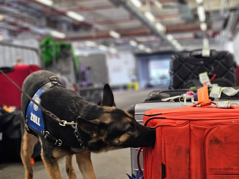 HZA-F: 150 Kilogramm Cannabis durch Frankfurter Flughafenzoll beschlagnahmt - drei Rauschgiftspürhunde erschnüffeln Rauschgift in sechs Koffern - Foto: presseportal.de