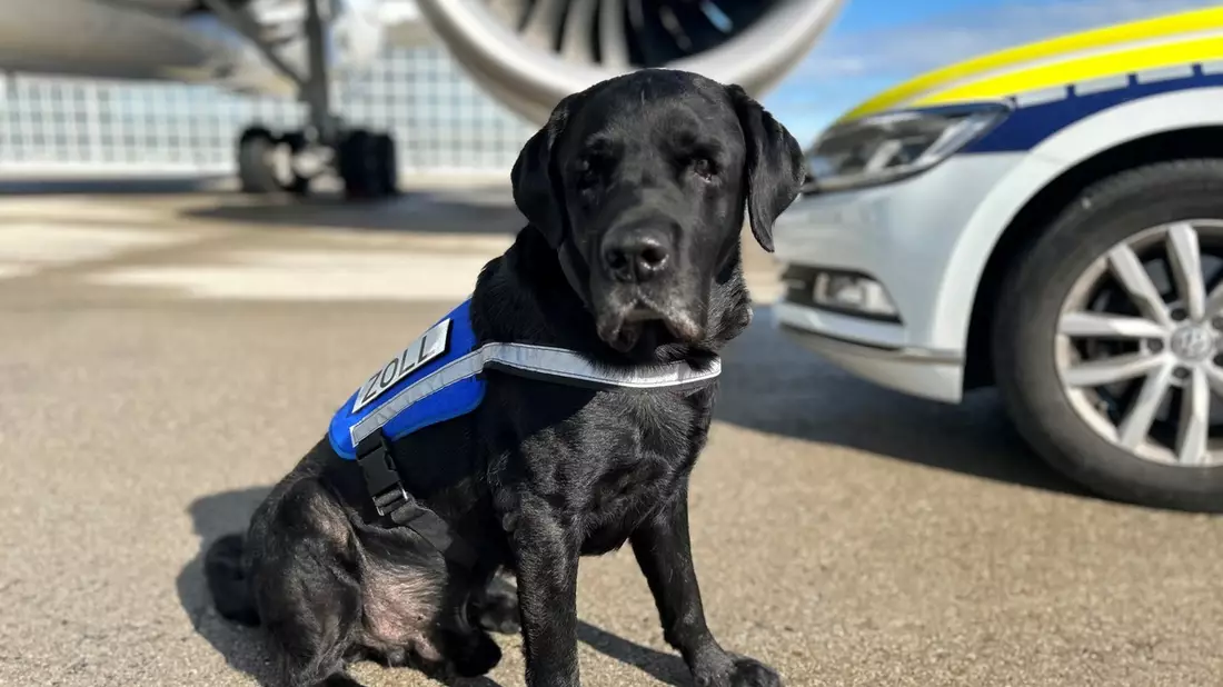 HZA-M: Münchner Zoll verabschiedet Zollhund Hardy in den Ruhestand - Bild: presseportal.de