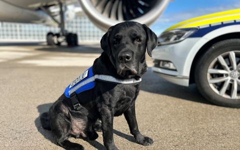 HZA-M: Münchner Zoll verabschiedet Zollhund Hardy in den Ruhestand - Foto: presseportal.de