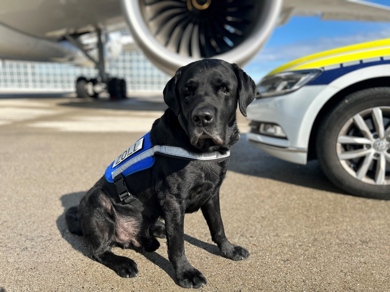 HZA-M: Münchner Zoll verabschiedet Zollhund Hardy in den Ruhestand - Foto: presseportal.de
