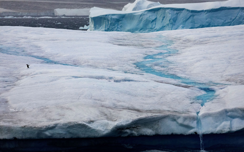 Ein Pinguin auf dem Eis des Weddellmeers in der Antarktis, dem größten der etwa 14 Randmeere des Südlichen Ozeans. - Foto: John Weller/dpa