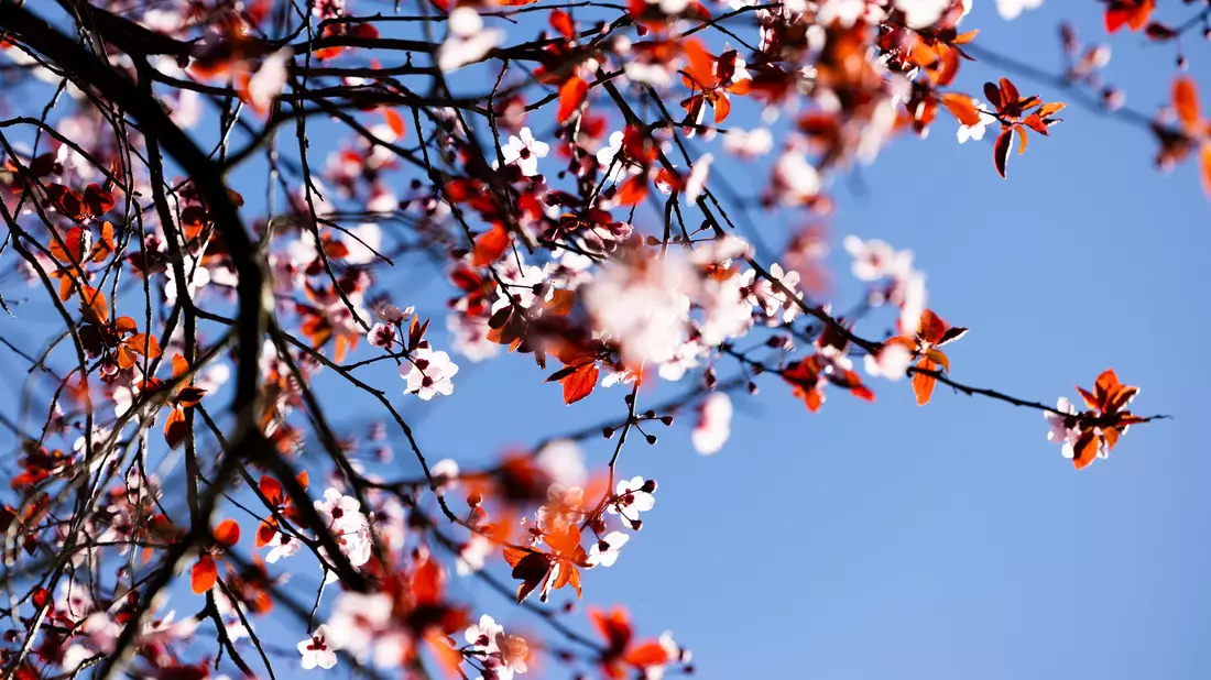 Der kalendarische Frühlingsanfang am Donnerstag wird vielerorts sonnig.  - Bild: Rolf Vennenbernd/dpa