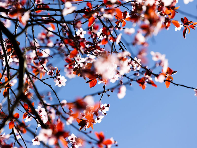 Der kalendarische Frühlingsanfang am Donnerstag wird vielerorts sonnig.  - Foto: Rolf Vennenbernd/dpa
