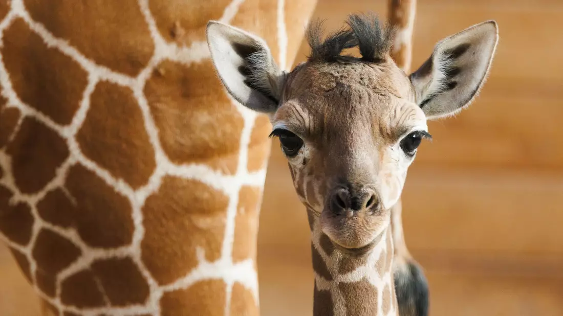 Das Giraffenjunge Kianga wurde nach seiner Geburt am 10. März nun der Öffentlichkeit vorgestellt. - Bild: Lando Hass/dpa