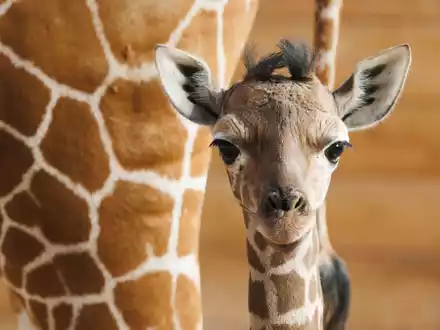 Das Giraffenjunge Kianga wurde nach seiner Geburt am 10. März nun der Öffentlichkeit vorgestellt. - Foto: Lando Hass/dpa