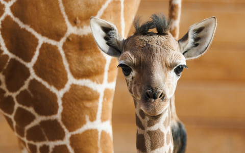 Das Giraffenjunge Kianga wurde nach seiner Geburt am 10. März nun der Öffentlichkeit vorgestellt. - Foto: Lando Hass/dpa