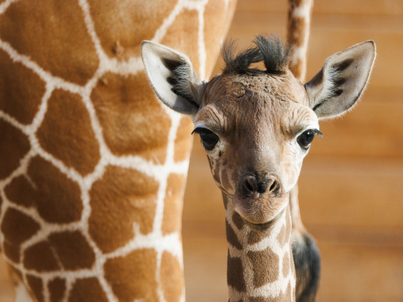 Das Giraffenjunge Kianga wurde nach seiner Geburt am 10. März nun der Öffentlichkeit vorgestellt. - Foto: Lando Hass/dpa