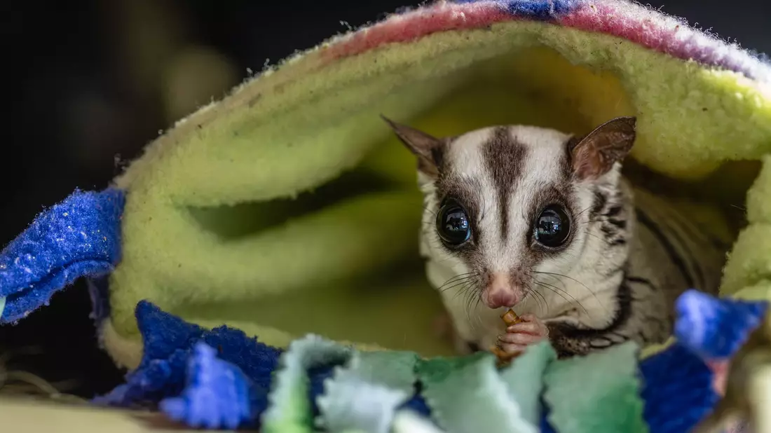 Tierschützer raten davon ab, Sugar Glider privat zu halten.  - Bild: Marc Jeworrek/Deutscher Tierschutzbund/dpa