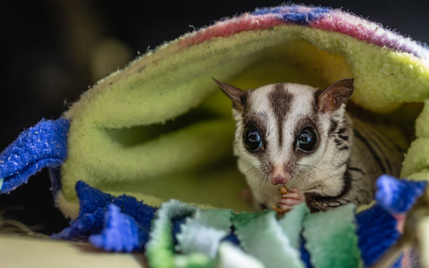 Tierschützer raten davon ab, Sugar Glider privat zu halten.  - Foto: Marc Jeworrek/Deutscher Tierschutzbund/dpa