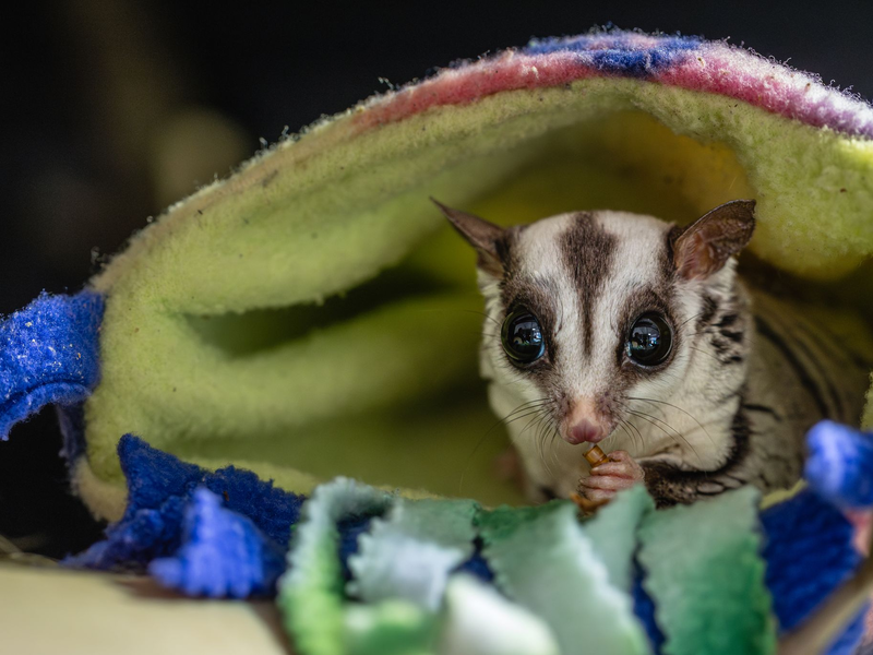 Tierschützer raten davon ab, Sugar Glider privat zu halten.  - Foto: Marc Jeworrek/Deutscher Tierschutzbund/dpa