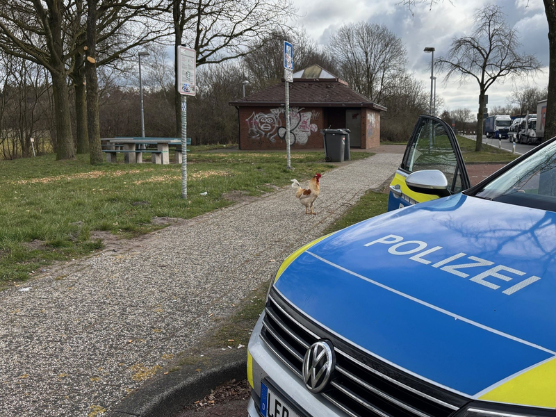 Hahn Hermann wurde von privaten Tierrettern eingefangen. (Archivbild) - Foto: -/Polizei Leer/Emden/dpa