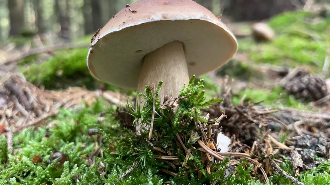 Internationaler Tag des Waldes: Wälder und Ernährung - Bild: presseportal.de