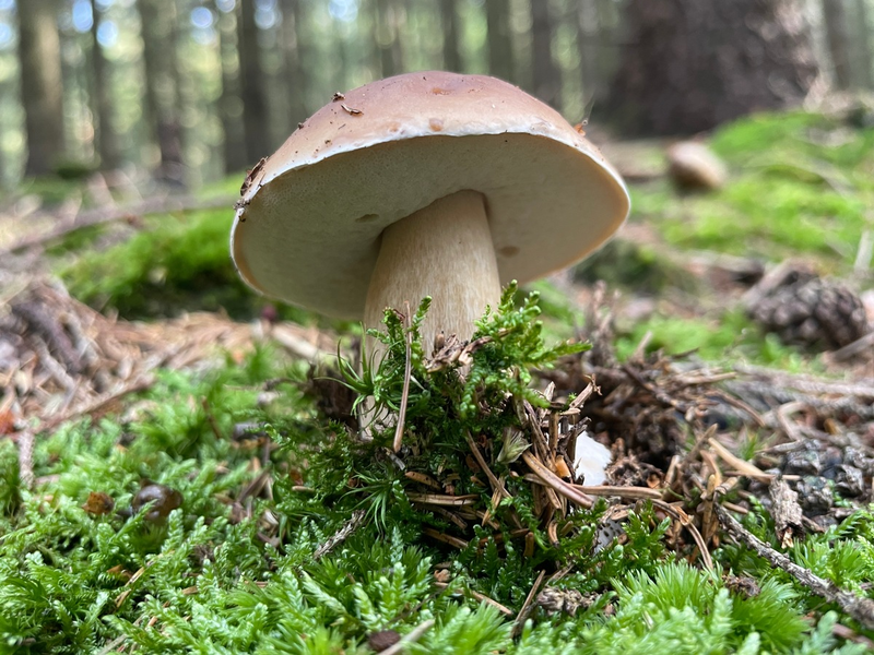 Internationaler Tag des Waldes: Wälder und Ernährung - Foto: presseportal.de