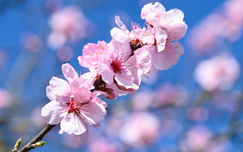 Mancherorts - wie hier im südhessischen Landkreis Bergstraße - ist die Mandelbaumblüte zu bewundern.  - Foto: Uwe Anspach/dpa