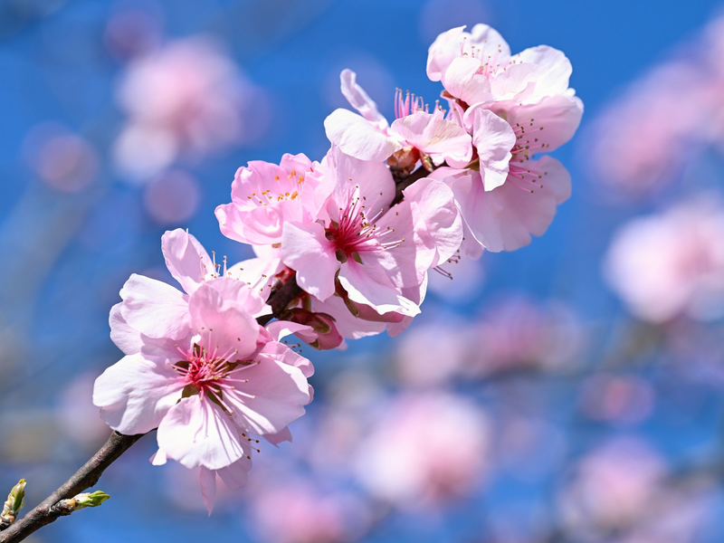 Mancherorts - wie hier im südhessischen Landkreis Bergstraße - ist die Mandelbaumblüte zu bewundern.  - Foto: Uwe Anspach/dpa
