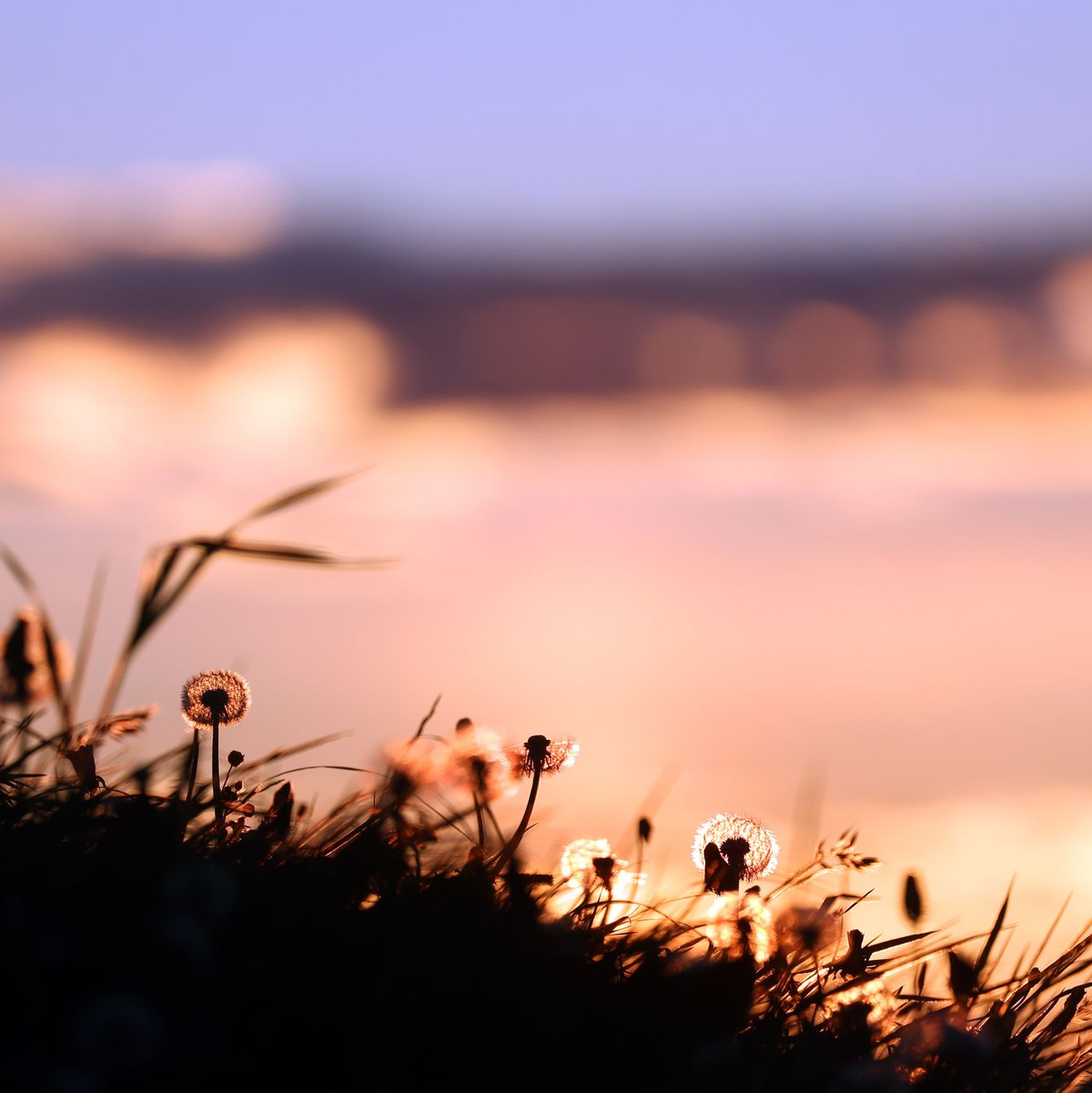 Im Gebiet der Berggletscher verändert sich die Biodiversität dramatisch, wenn das Eis schmilzt und die Temperaturen steigen. (Symbolbild) - Foto: Karl-Josef Hildenbrand/dpa