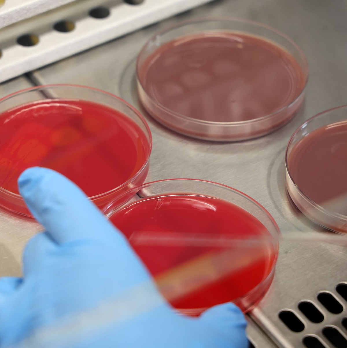 Im Gletschereis werden immer wieder unbekannte Mikroorganismen entdeckt. (Symbolbild) - Foto: Bernd Wüstneck/dpa