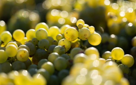 In den deutschen Anbaugebieten kam 2024 die drittniedrigste Weinmost-Menge der vergangenen 15 Jahre zusammen (Archivbild). - Foto: Sebastian Kahnert/dpa In den deutschen Anbaugebieten kam 2024 die drittniedrigste Weinmost-Menge der vergangenen 15 Jahre zusammen (Archivbild). - Foto: Sebastian Kahnert/dpa
