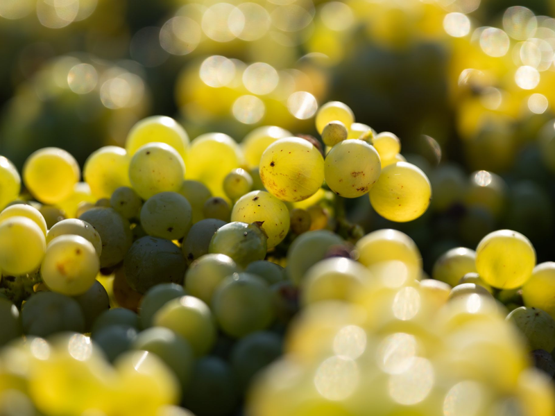 In den deutschen Anbaugebieten kam 2024 die drittniedrigste Weinmost-Menge der vergangenen 15 Jahre zusammen (Archivbild).  - Foto: Sebastian Kahnert/dpa