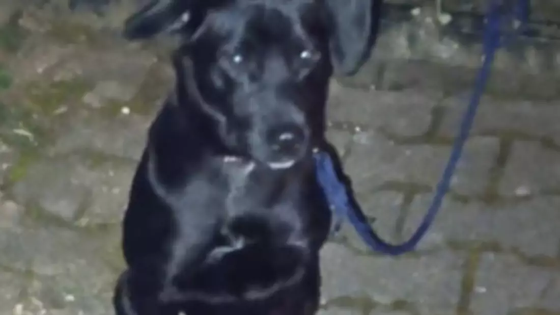 POL-PDTR: Ausgesetzter Hund - erfolgreiche Ermittlungen durch die Polizei - Bild: presseportal.de