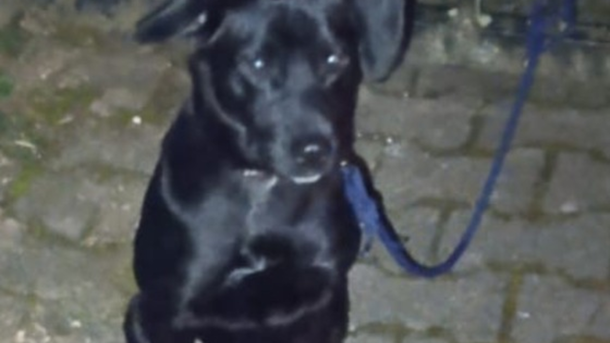 POL-PDTR: Ausgesetzter Hund - erfolgreiche Ermittlungen durch die Polizei - Foto: presseportal.de