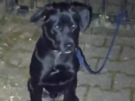 POL-PDTR: Ausgesetzter Hund - erfolgreiche Ermittlungen durch die Polizei - Foto: presseportal.de