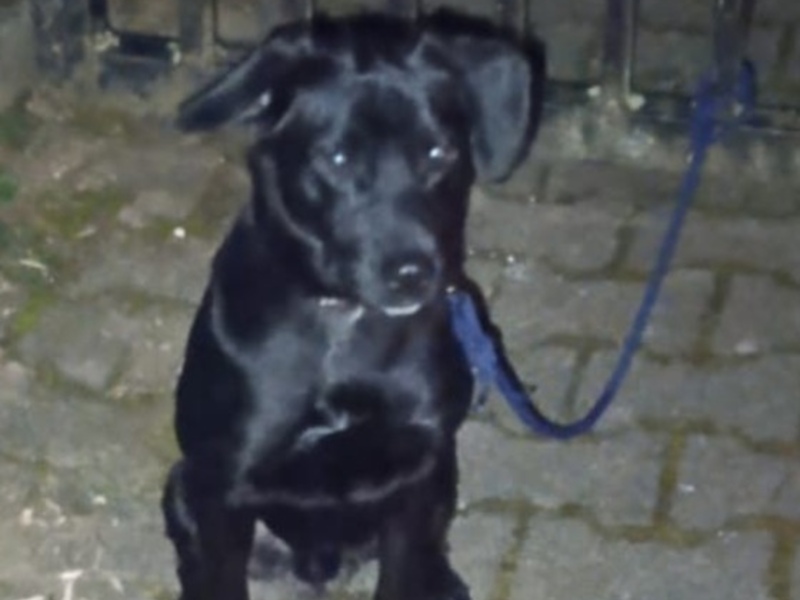 POL-PDTR: Ausgesetzter Hund - erfolgreiche Ermittlungen durch die Polizei - Foto: presseportal.de