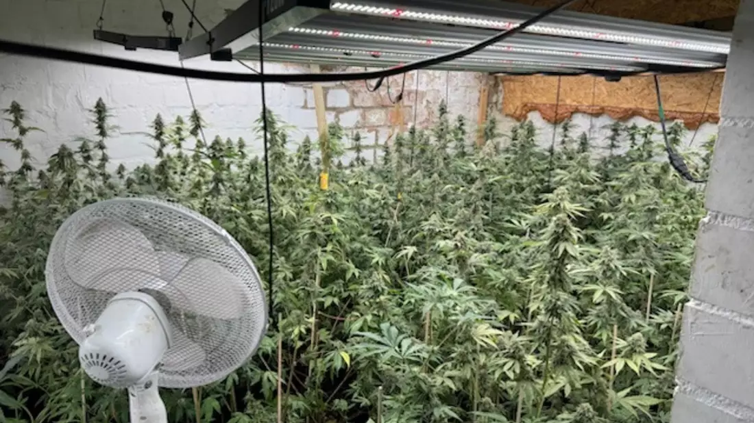 POL-HM: Gemeinsame Pressemitteilung der Staatsanwaltschaft Hannover und der PI Hameln-Pyrmont/Holzminden - Durchsuchungsmaßnahmen führen zum Auffinden mehrerer Cannabisplantagen - Bild: presseportal.de