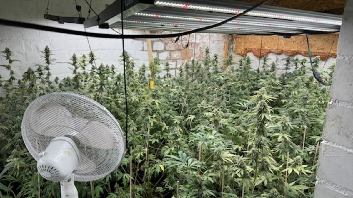 POL-HM: Gemeinsame Pressemitteilung der Staatsanwaltschaft Hannover und der PI Hameln-Pyrmont/Holzminden - Durchsuchungsmaßnahmen führen zum Auffinden mehrerer Cannabisplantagen - Foto: presseportal.de