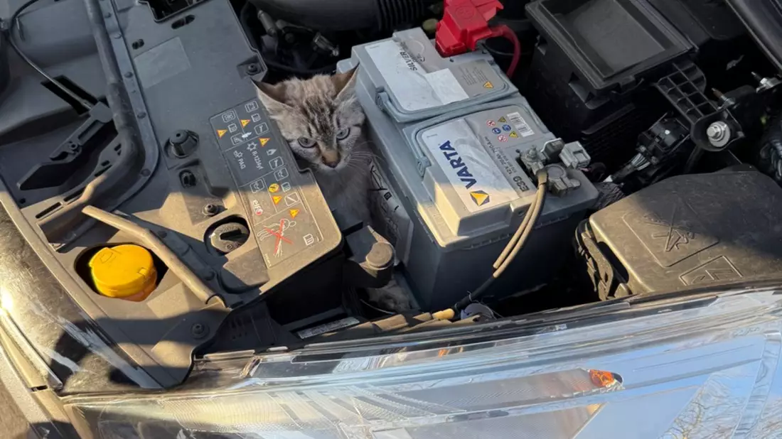 FF Bad Salzuflen: Katzenköpfchen schaut unter fahrendem Auto hervor / Andere Autofahrer nehmen verdutzt den blinden Passagier wahr und stoppen die Fahrerin. Zur Rettung muss aber die Feuerwehr anrücken - Bild: presseportal.de