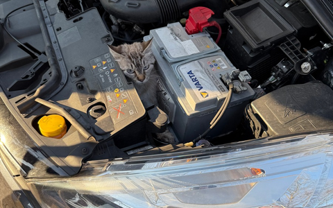 FF Bad Salzuflen: Katzenköpfchen schaut unter fahrendem Auto hervor / Andere Autofahrer nehmen verdutzt den blinden Passagier wahr und stoppen die Fahrerin. Zur Rettung muss aber die Feuerwehr anrücken - Foto: presseportal.de FF Bad Salzuflen: Katzenköpfchen schaut unter fahrendem Auto hervor / Andere Autofahrer nehmen verdutzt den blinden Passagier wahr und stoppen die Fahrerin. Zur Rettung muss aber die Feuerwehr anrücken - Foto: presseportal.de