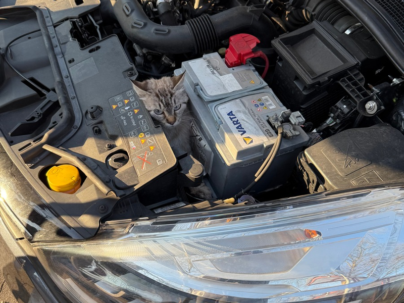 FF Bad Salzuflen: Katzenköpfchen schaut unter fahrendem Auto hervor / Andere Autofahrer nehmen verdutzt den blinden Passagier wahr und stoppen die Fahrerin. Zur Rettung muss aber die Feuerwehr anrücken - Foto: presseportal.de