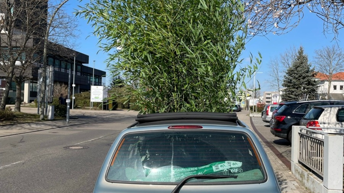 POL-PDNW: Wuchernde Ladung - Bambustransport der ungewöhnlichen Art - Foto: presseportal.de