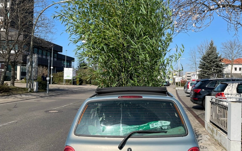 POL-PDNW: Wuchernde Ladung - Bambustransport der ungewöhnlichen Art - Foto: presseportal.de