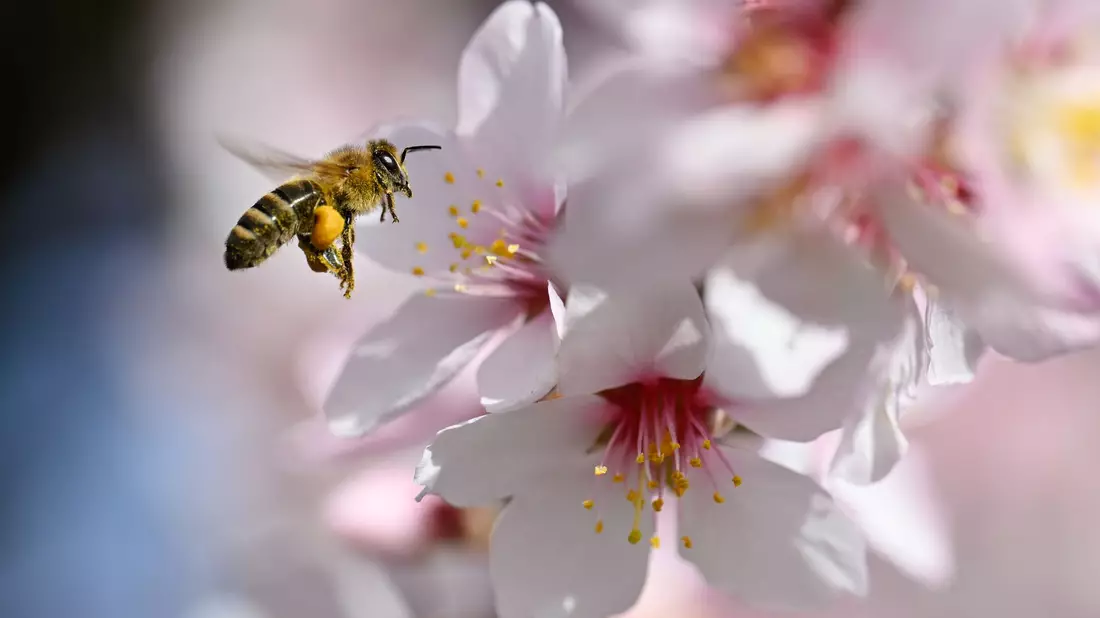 Der Frühling versteckt sich am Wochenende wieder etwas mehr.  - Bild: Uwe Anspach/dpa