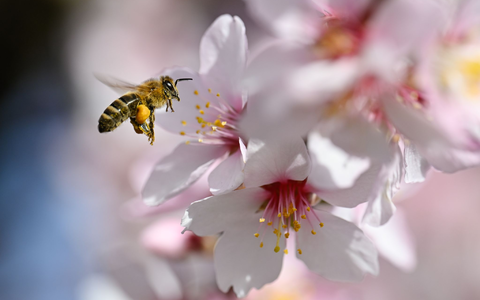 Der Frühling versteckt sich am Wochenende wieder etwas mehr.  - Foto: Uwe Anspach/dpa