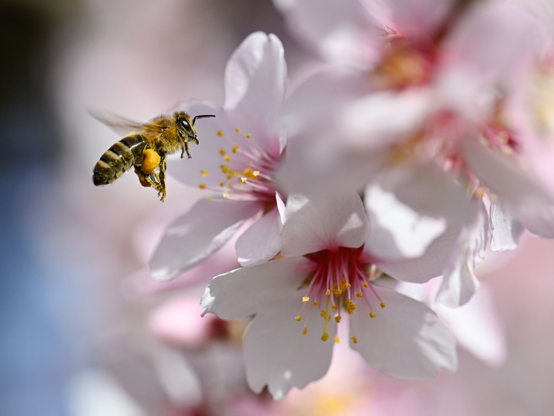 Der Frühling versteckt sich am Wochenende wieder etwas mehr.  - Foto: Uwe Anspach/dpa