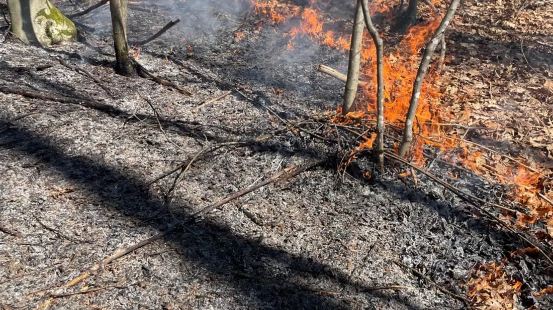 FW Stuttgart: Brand in Wald breitet sich schnell aus - Bild: presseportal.de