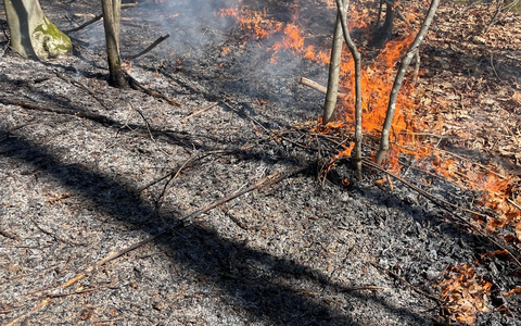 FW Stuttgart: Brand in Wald breitet sich schnell aus - Foto: presseportal.de