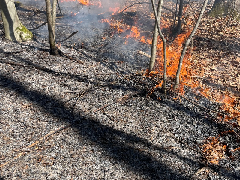 FW Stuttgart: Brand in Wald breitet sich schnell aus - Foto: presseportal.de