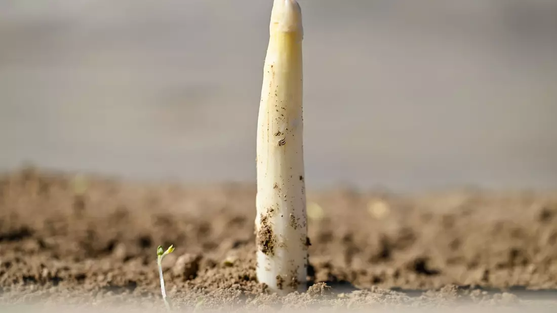Der erste Spargel - Bild: Uwe Anspach/dpa