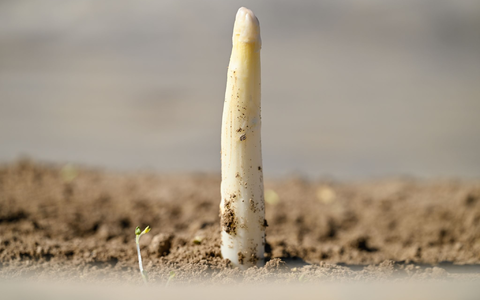 Der erste Spargel - Foto: Uwe Anspach/dpa
