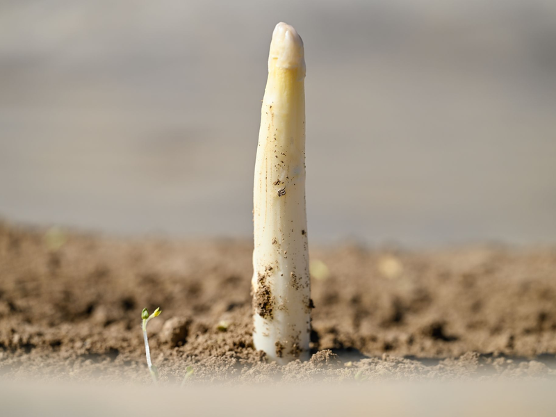 Der erste Spargel - Foto: Uwe Anspach/dpa