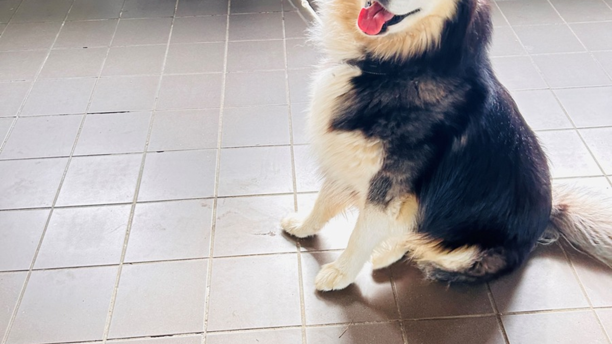 POL-EL: Haren - Entlaufener Hund - Eigentümer gesucht - Foto: presseportal.de