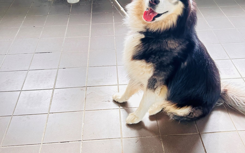 POL-EL: Haren - Entlaufener Hund - Eigentümer gesucht - Foto: presseportal.de